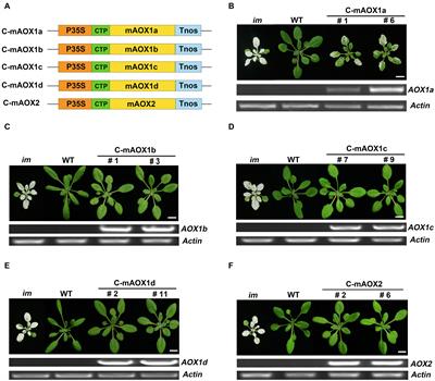 Functional Relationship of Arabidopsis AOXs and PTOX Revealed via Transgenic Analysis